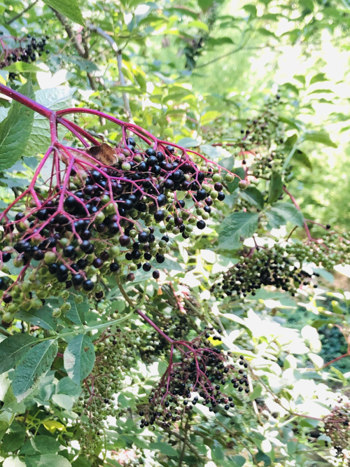 walking trail walking trail