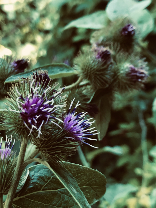 walking trail walking trail