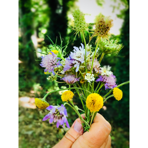 walking trail walking trail