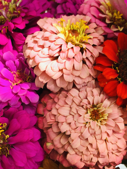 living the simple pleasures living the simple pleasures