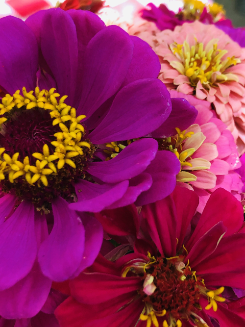 zinnias happy colorful wonders zinnias happy colorful wonders