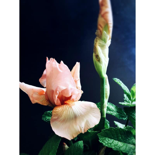 Mom's pink iris Mom's pink iris