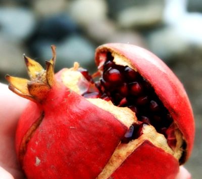 Pomegranate Pomegranate