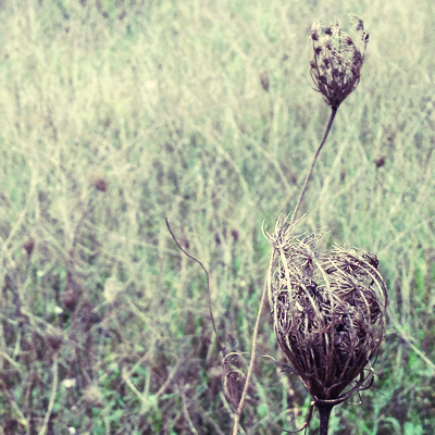 French Countryside, photography corey amaro French Countryside, photography corey amaro