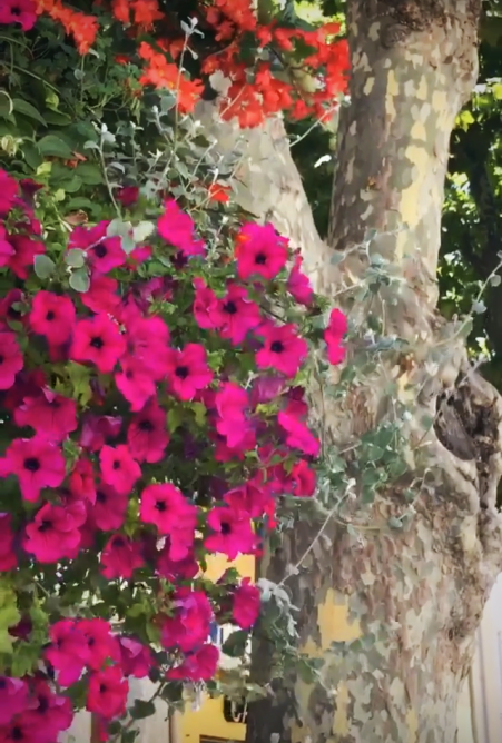 cassis flowers cassis flowers