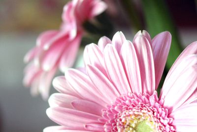 some pink flowers some pink flowers