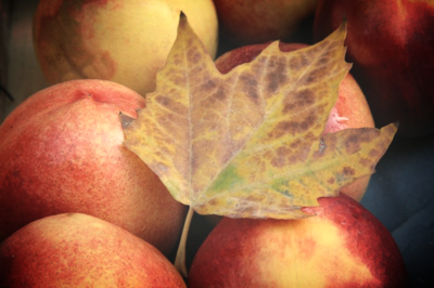 a gift of autumn corey amaro france a gift of autumn corey amaro France