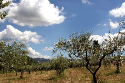 Olive-trees