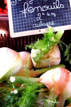 Fennel
