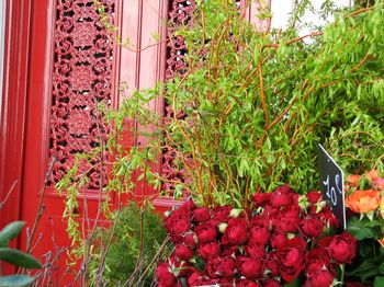 Frernch_flower_market_red_roses