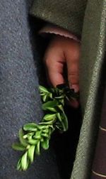 Palm_sunday_in_france_3