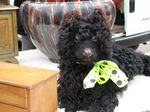 Black_french_poodle