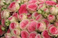 Roses_2