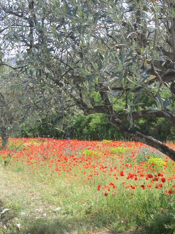 Red poppies under an olive tree Img_4508
