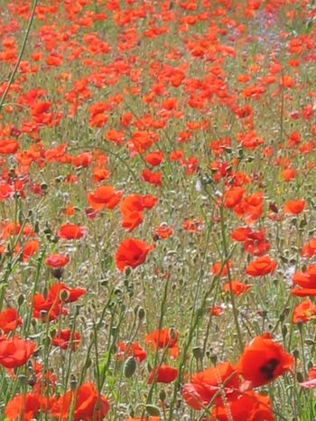 Red poppies of Provence Img_4511_2