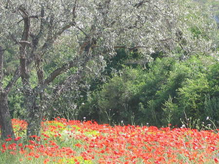 Red poppies Img_4513
