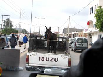 Donkeyinthebackofapic