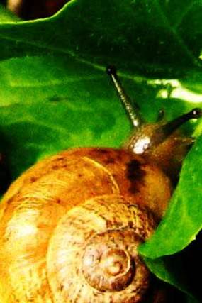 Escargotgarden Escargotgarden