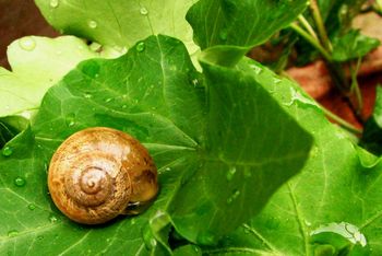 Snail Snail
