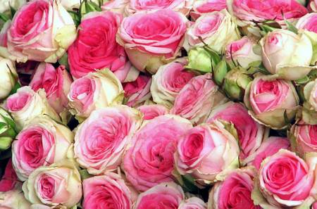 Old fashion roses Rosesroses