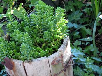 Herb Ice cream Img_1263_2