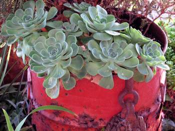 Red tin can Img_1266_2