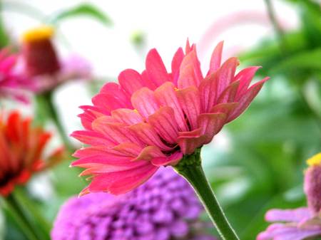 Bunchofzinnia