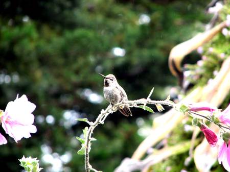 Hummingbird