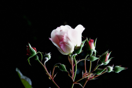 Rosebuds Rosebuds_2
