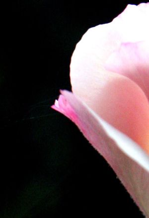 Rose petal Rose_petal