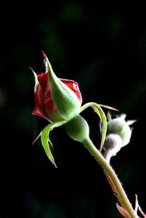 Rosebud Rosebud_close_up