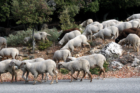 What color is your wool