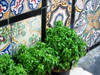 Antique tiles inTunisia Img_8334