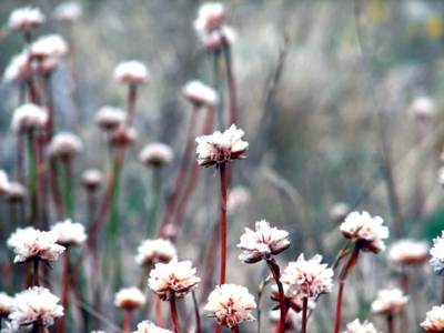 Healing thoughts Elizabeth