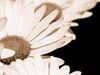 daisy Img_2639_3