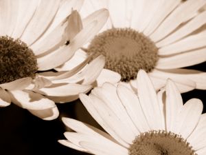 daisy Img_2642