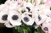 black eyed flowers Img_7833