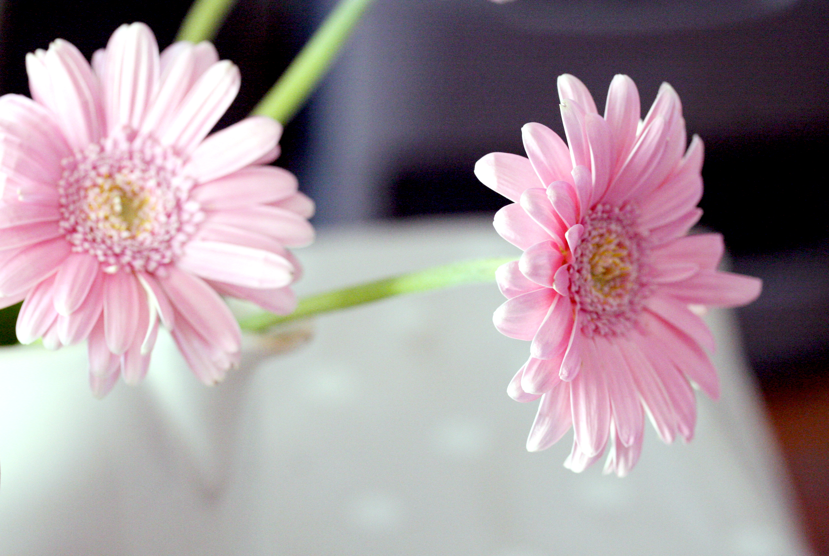 some pink flowers some pink flowers