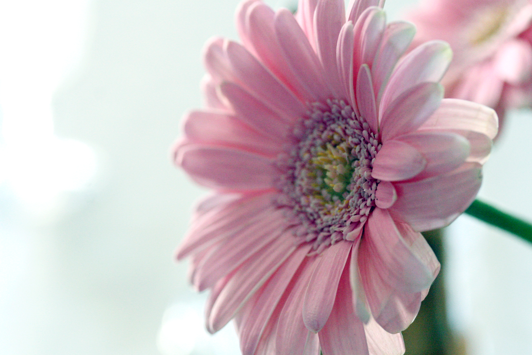 a pink flower a pink flower