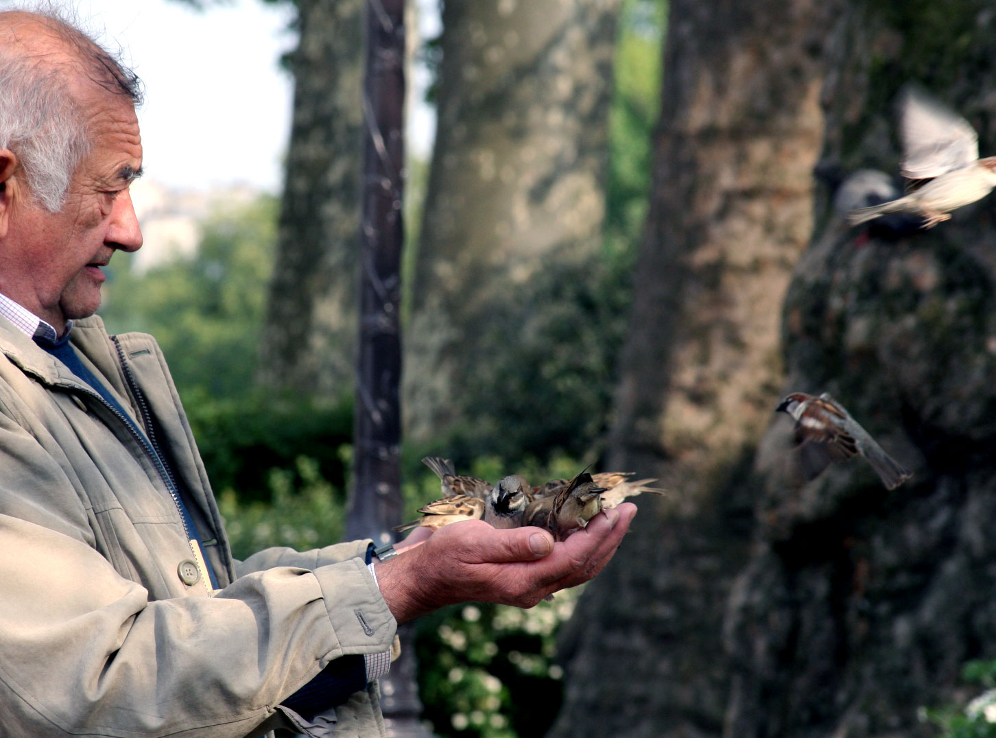 Feeding-the-birds