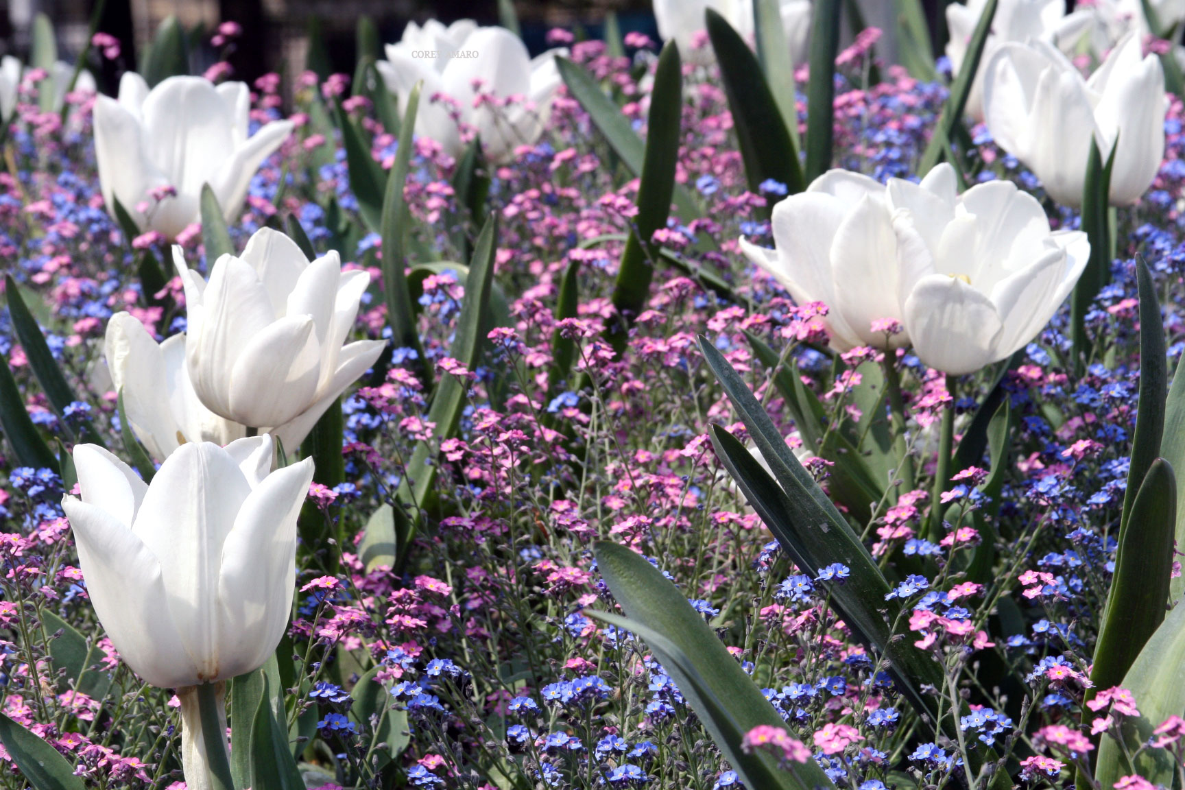 Paris-in-the-springtime