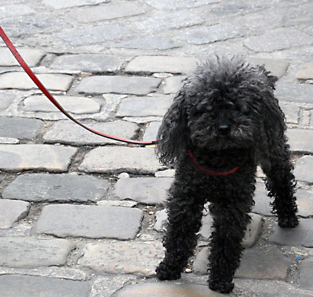 Baby-poodle