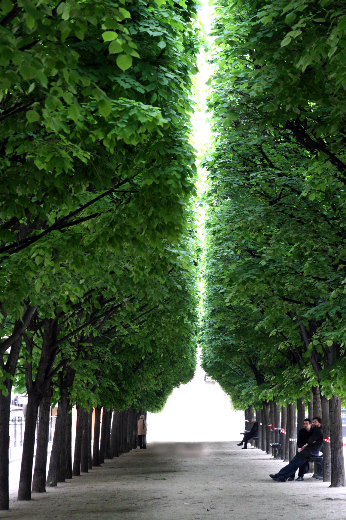 Trees-paris