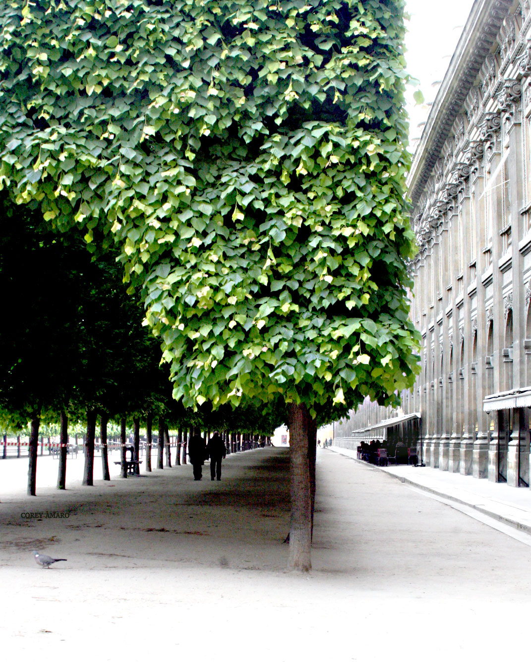 Tree-line