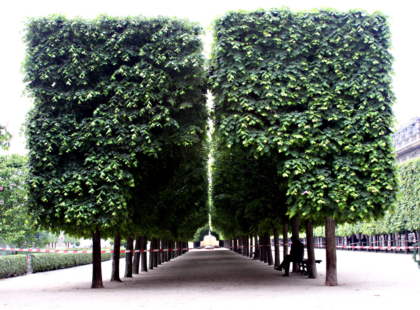 Palais-royal-trees-in-park