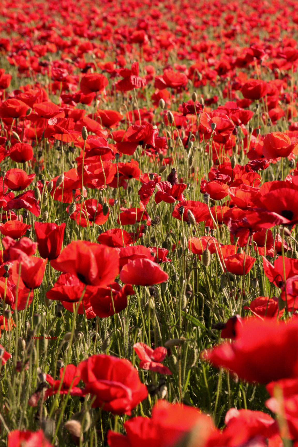 Red Poppies