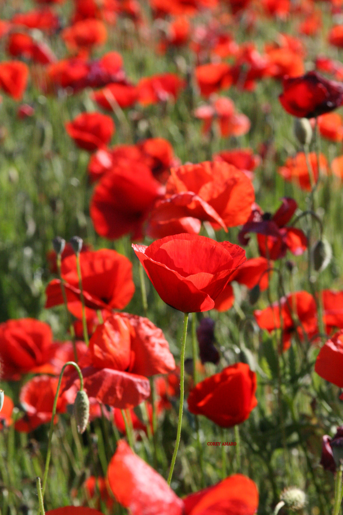 red poppies red poppies