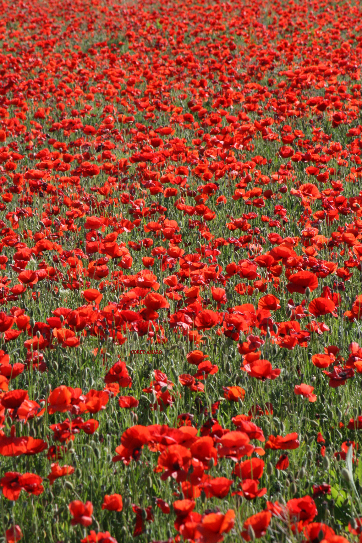 Sea-of-red Sea-of-red