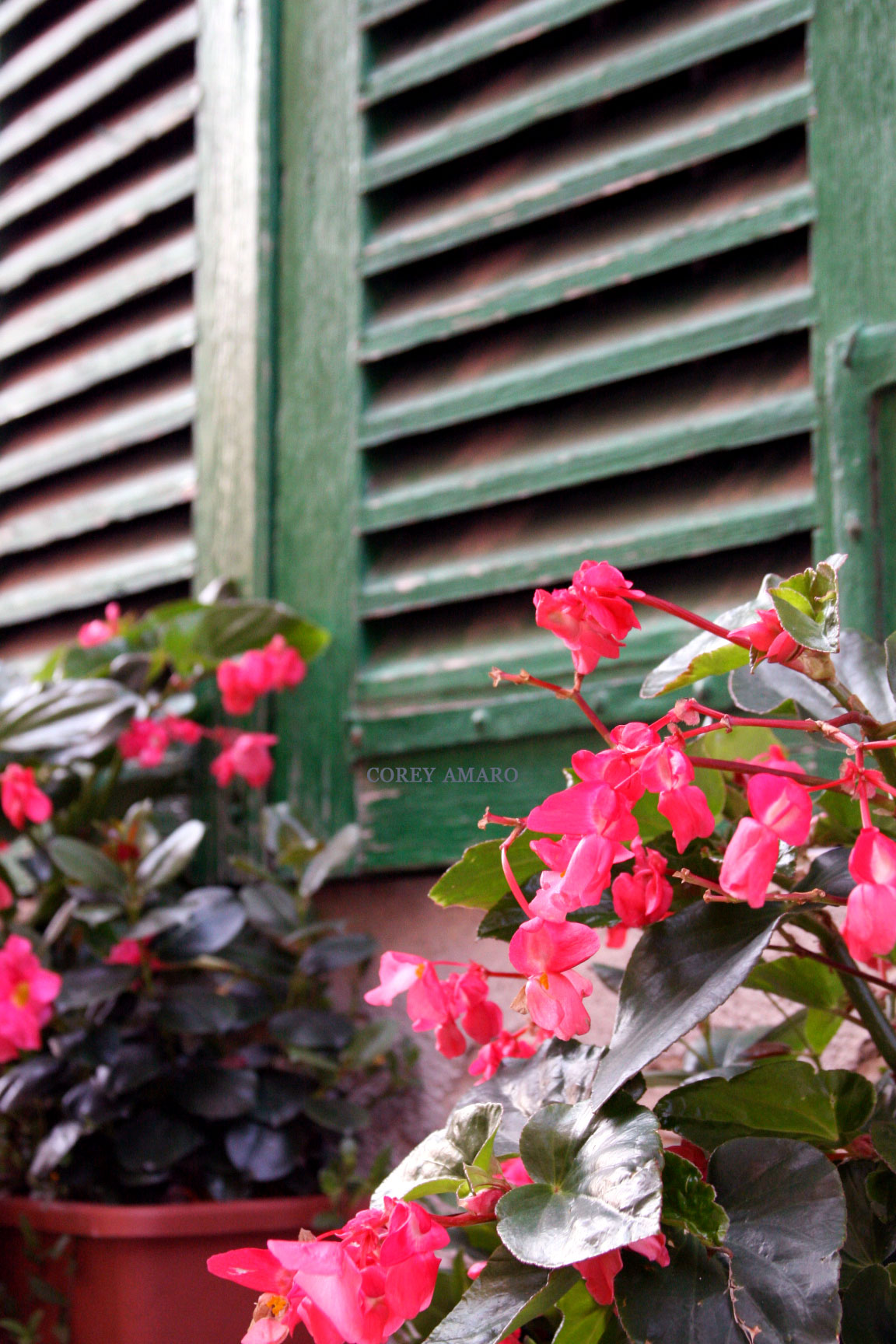 Shutter-green