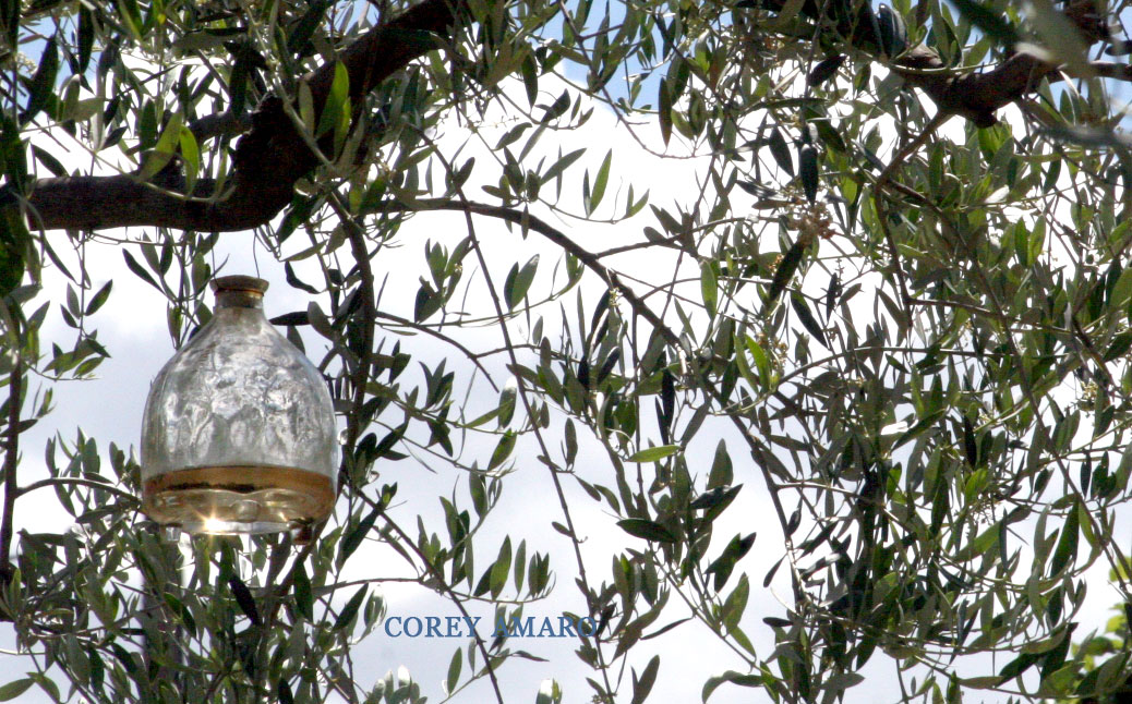 Jar-i-tree